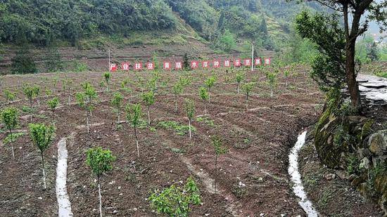 △这是2017年底种下的木瓜树苗。预计明年秋天它们可以挂果。漫山遍野的木瓜树在花期既美丽又是很好的蜜源，促进当地的生态旅游和蜂蜜产业，可以一举多得。（央视记者黄京辉拍摄）