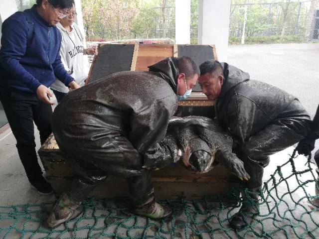 工作人员将苏州动物园中的斑鳖抬出。