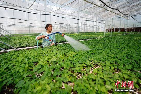 资料图：蔬菜种植基地里一位农民在大棚里给苦瓜育苗浇水。中新社记者贺俊怡摄