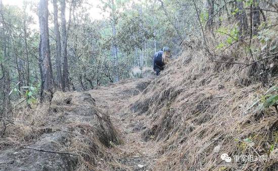 ▲山路上干枯的松针积了厚厚一层。新京报记者程亚龙摄