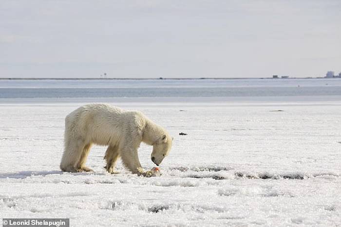 俄罗斯北极熊“乌姆卡”为觅食流浪700公里饿得不似“熊”形
