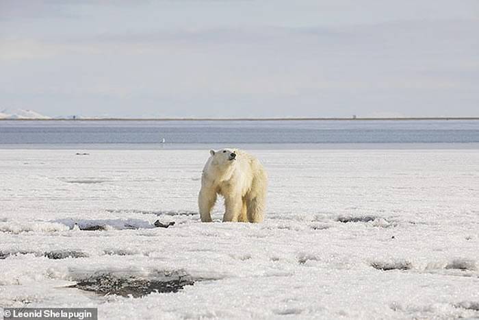 俄罗斯北极熊“乌姆卡”为觅食流浪700公里饿得不似“熊”形