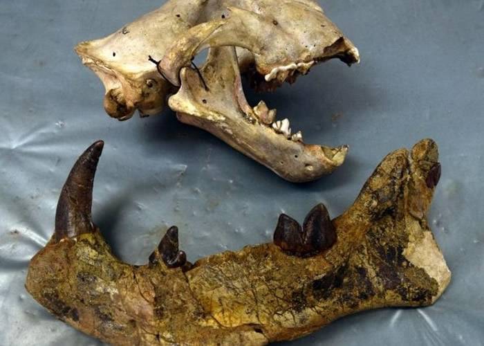 肯尼亚发现鬣齿兽科新品种“Simbakubwakutokaafrika”最大的食肉哺乳动物