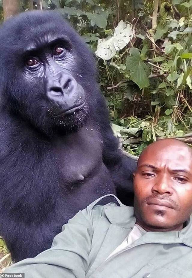 “反盗猎菁英单位及战斗追踪者”：刚果民主共和国维龙加国家公园两只黑猩猩和巡守员开心自拍
