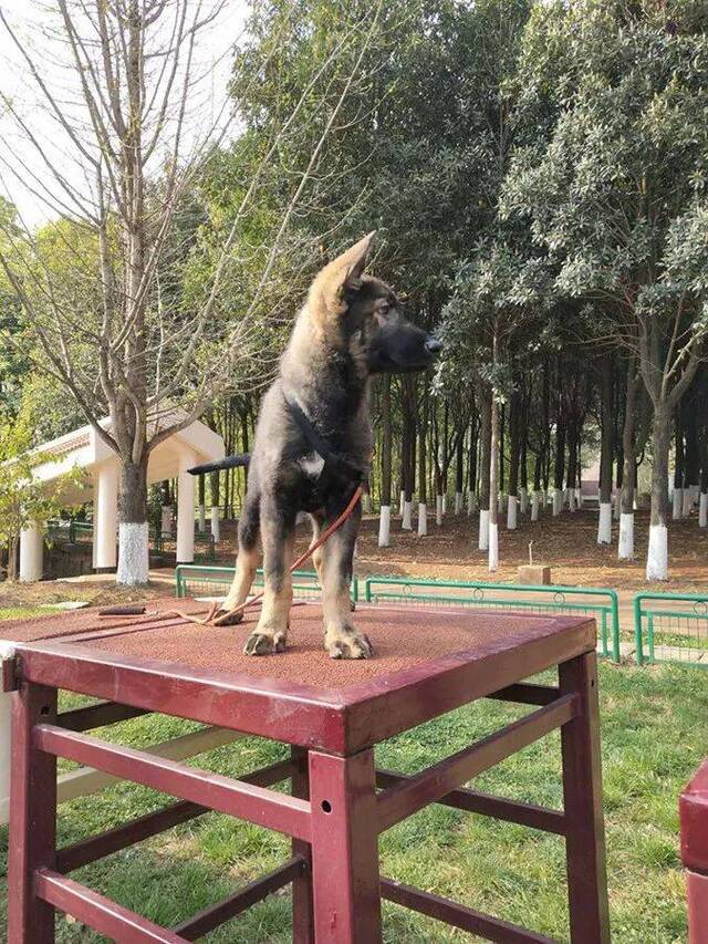 出生100天的克隆犬“昆勋”（采访对象供图）