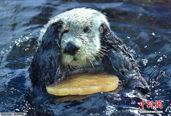 资料图：海獭。