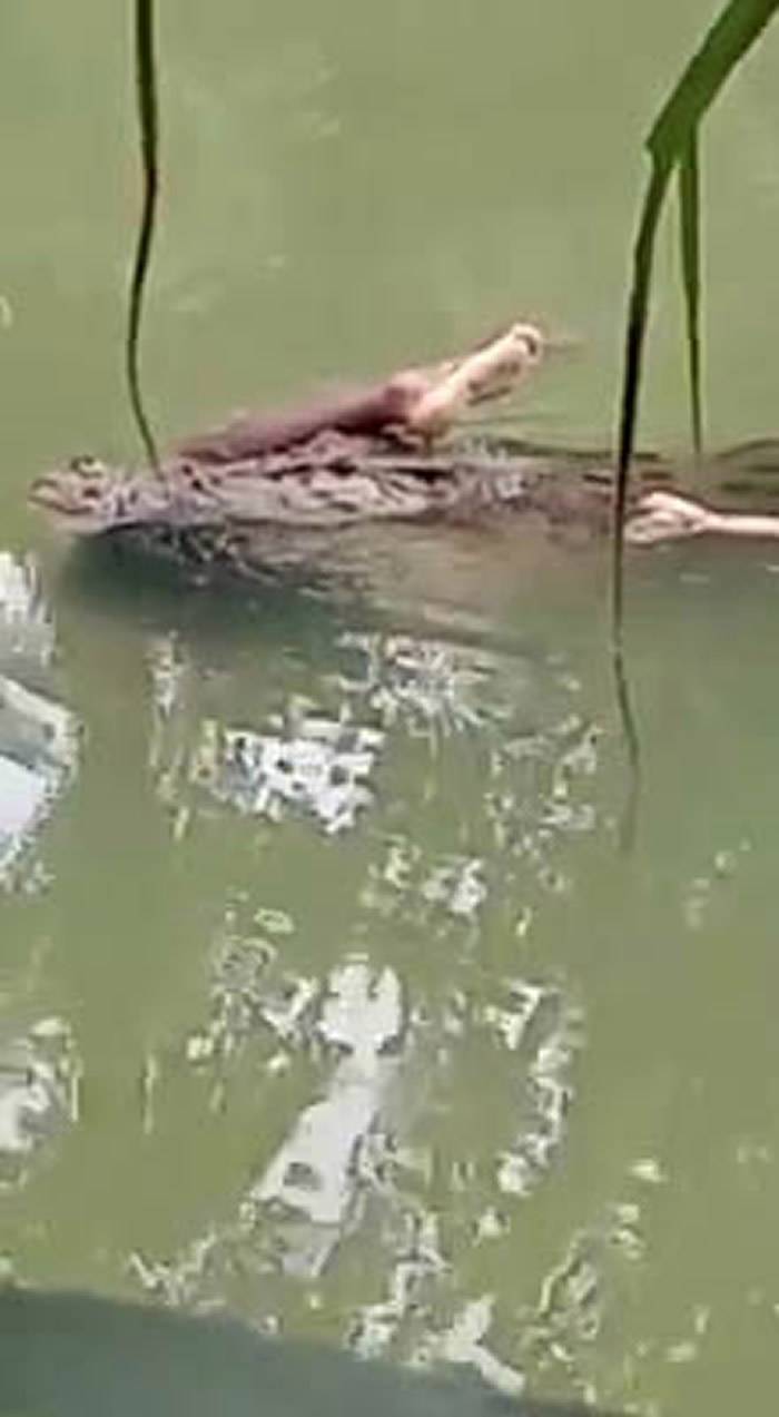 印尼苏拉威西岛东南部马拉格河鳄鱼咬着人腿浮出水面遗体救出竟完好