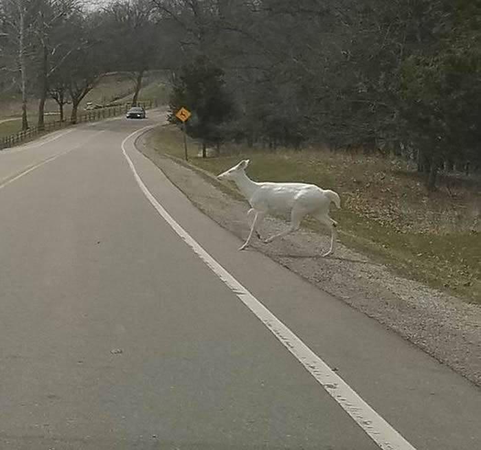 美国密歇根州居民拍到一只罕见的白化鹿视频