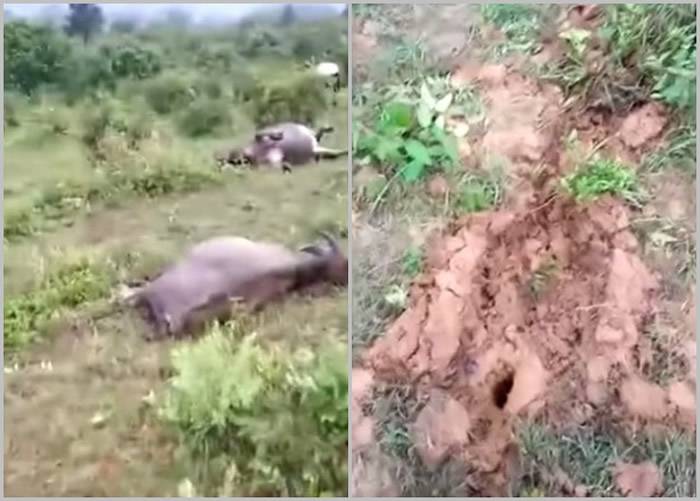 多只被雷劈死的水牛伏尸草地（左图）；现场泥地有明显遭雷击痕迹（右图）。