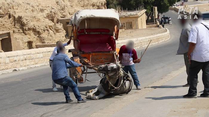 埃及旅游区骆驼惨遭毒打动物组织吁立例禁载游客
