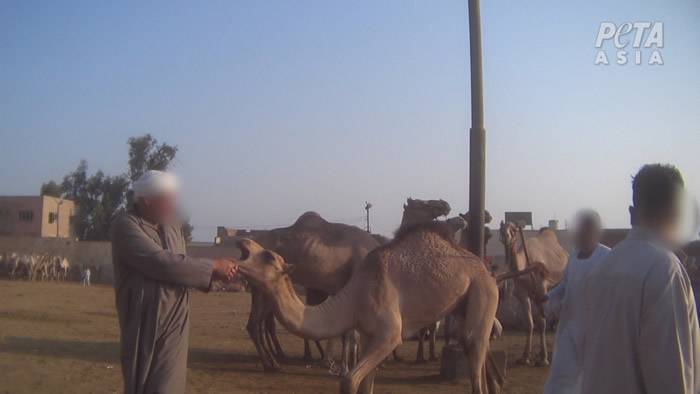 埃及旅游区骆驼惨遭毒打动物组织吁立例禁载游客