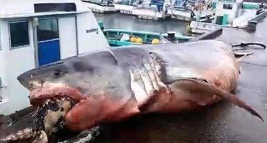 渔民格雷格周五在网上发布了这些照片，并解释说这头鲨鱼是在渔网中被发现的
