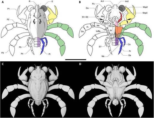 《科学进步》杂志：耶鲁大学古生物学家描述以前未知的9000万年前螃蟹