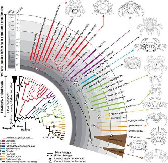 《科学进步》杂志：耶鲁大学古生物学家描述以前未知的9000万年前螃蟹