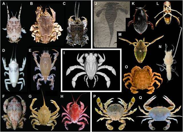 《科学进步》杂志：耶鲁大学古生物学家描述以前未知的9000万年前螃蟹