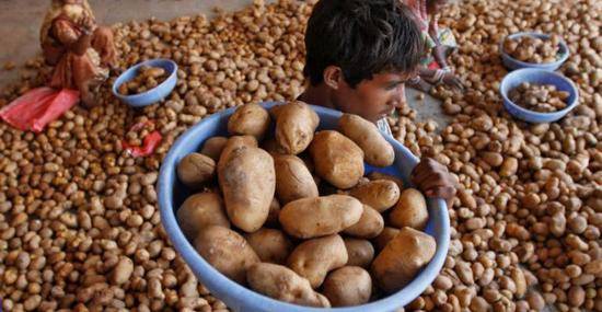 印度是土豆种植大国图自脸书
