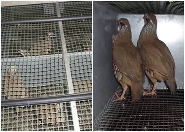 英国萨福克郡希思山鸡孵化场遭动物组织ALF闯入放生9000只山鸡