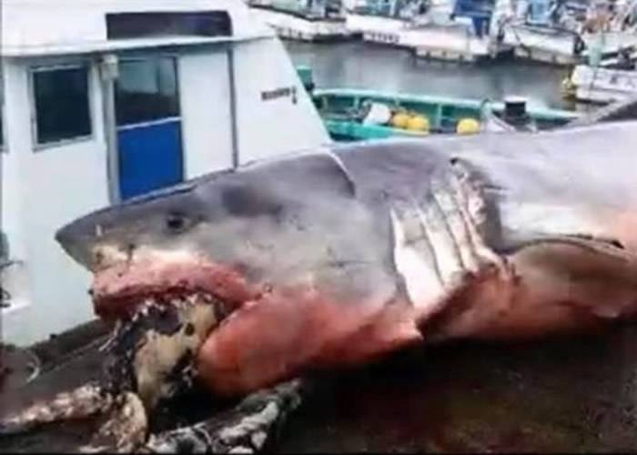日本外海2吨重大白鲨被猎物海龟噎死