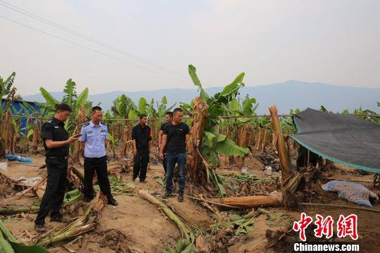 西双版纳种植园主遭野象群攻击死亡 当地发布预警