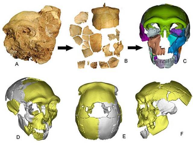 图1.安徽东至华龙洞出土的人类头骨化石。A：头骨化石出土状况；B：去除地层堆积物后的头骨化石碎片；C-F：3D虚拟复原的头骨化石，分别为前面观、右前面观、顶面