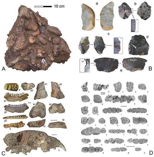 图4.华龙洞遗址动物化石堆积情况（A）,出土的石制品（B）及哺乳动物化石（C，D）（同号文、李强、裴树文供图）