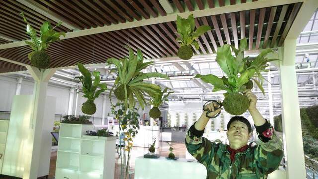 世园会百蔬园：储罐变“网红”，植物“飞上天”