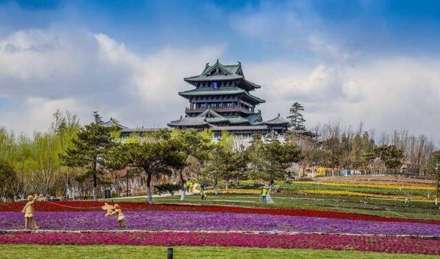 北京乡土植物回归世园会，几十种野花竞相绽放