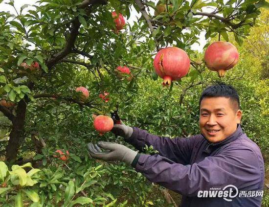 2017年9月，临潼举办的石榴观光采摘节。