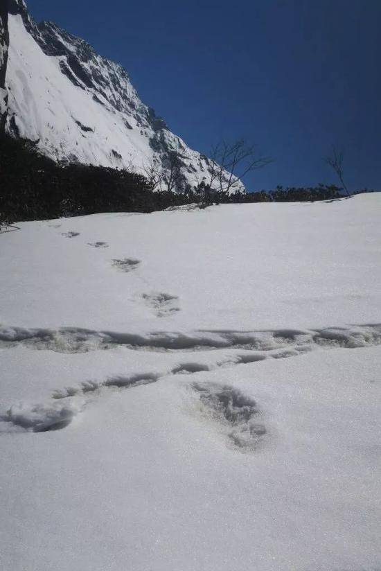 印陆军称发现“雪怪”踪迹 网友脑洞瞬间开了(图)