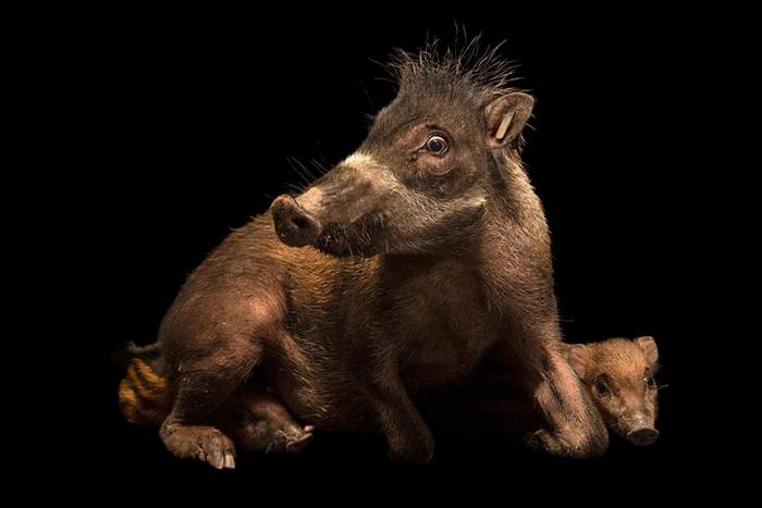 这是卷毛野猪的内格罗斯亚种。母猪一年会产下二到三只猪崽。 PHOTOGRAPH BY JOEL SARTORE, NATIONAL GEOGRAPHIC PH
