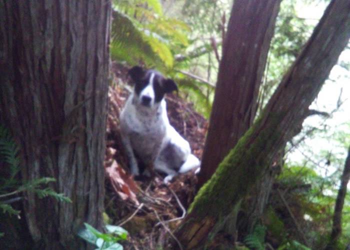 美国华盛顿州皮尔斯县男子攀山后失踪忠犬不离不弃吠声助警搜救