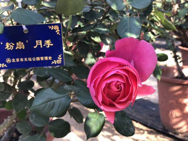 天坛月季、景山牡丹现世园会 讲述“北京园林里的春天”