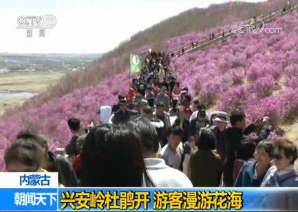 内蒙古：兴安岭杜鹃开 游客漫游花海