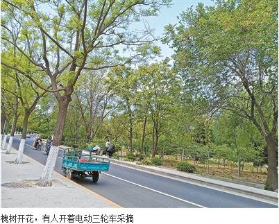 路边槐花能不能“撸”？专家:或喷农药不可随意摘