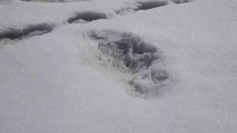 ▲印度军方发现的“雪人脚印”。