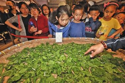 世园会本草印象馆设计师：让中医药好玩又好懂