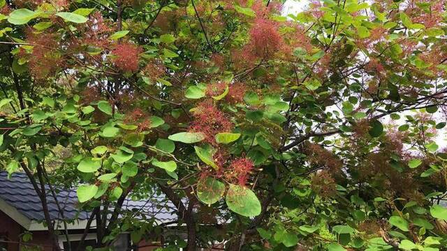 坡峰岭两千亩黄栌花开 现在正是赏花时