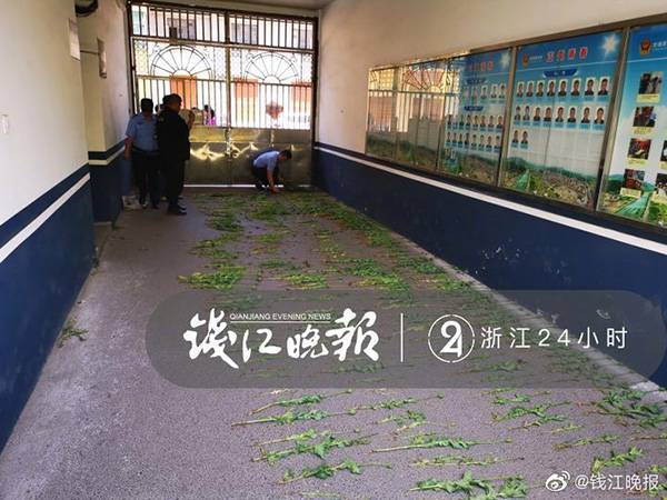 66岁老人种1285株罂粟被刑拘 称为治牙疼不知违法