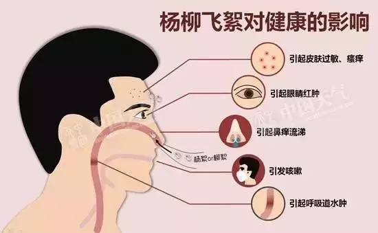 让中国人焦虑的杨絮 曾“拯救”北京800万人