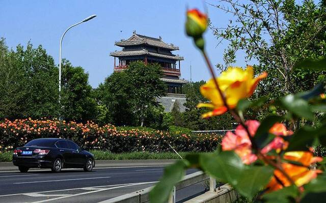 北京“月季环路”立夏争艳组图