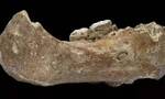 Nature杂志：青藏高原中更新世晚期丹尼索瓦人的下颌骨化石