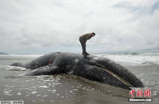 美国旧金山海滩第9条灰鲸搁浅死亡 引发专家担忧