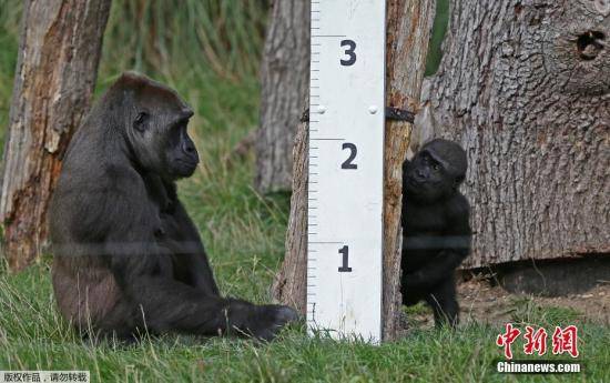 黑猩猩越来越“笨”？德国学者：各种技能在失传