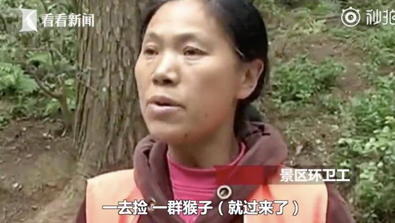 游客被猴子抢走两部手机 景区：我们管不了