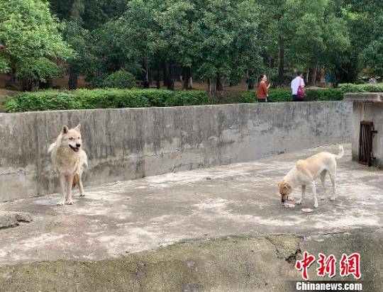 图为狼正在守护狗吃鸡肉武一力摄