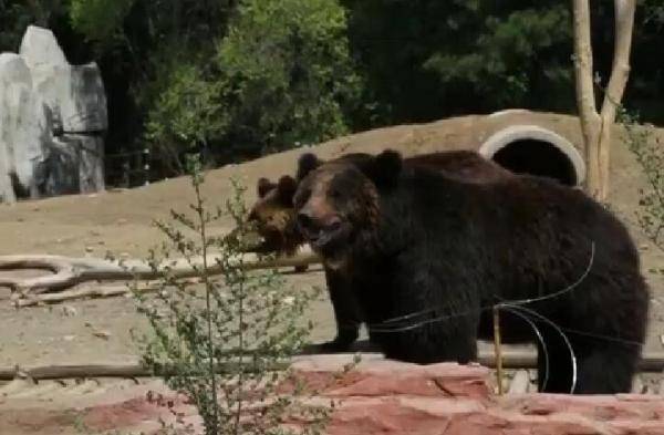 动物园熊舍游客每天投喂200多斤食物 棕熊直拉稀