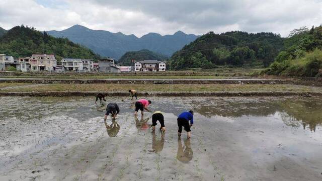 插秧必须向后吗？听听这里的农民怎么说