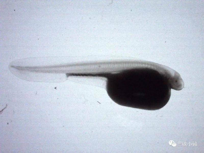 极危级保护物种长江鲟实现全人工繁殖-国务院国有资产监督管理委员会