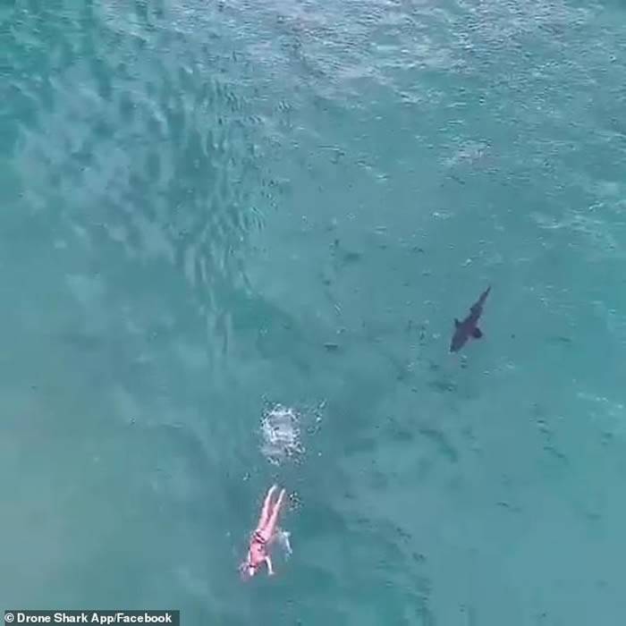 澳洲悉尼邦迪沙滩航拍机摄惊险一幕沙虎鲨放弃身旁大群三文鱼快速尾随畅泳女子
