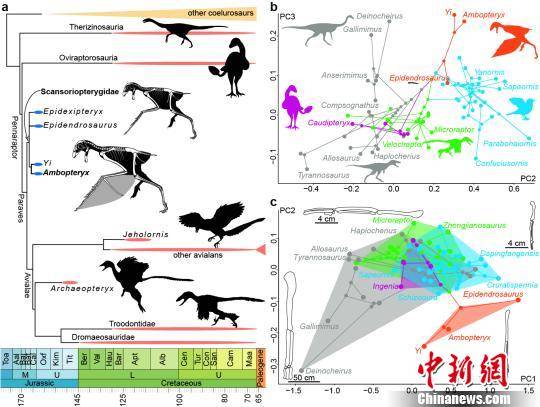 中生代虚骨龙类系统树和肢骨演化。王敏供图
